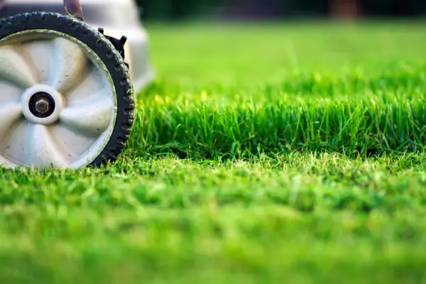 Grass Cutting Grass Cutting