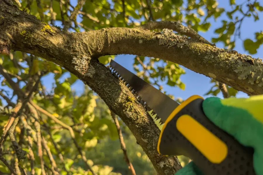Experienced Tree Trimming Bridgeport, TX Experienced Tree Trimming Bridgeport, TX