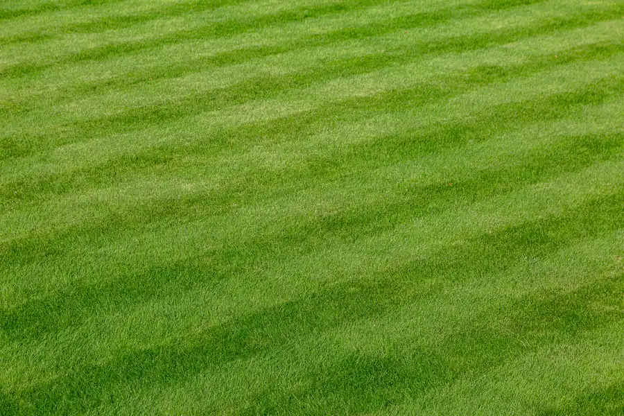 How Lawn Care Services Help Manage Pest Control Effectively Bridgeport, TX How Lawn Care Services Help Manage Pest Control Effectively Bridgeport, TX