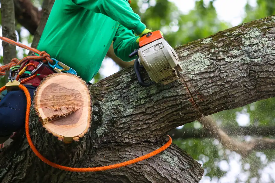 Professional Tree Trimming Bridgeport, TX Professional Tree Trimming Bridgeport, TX