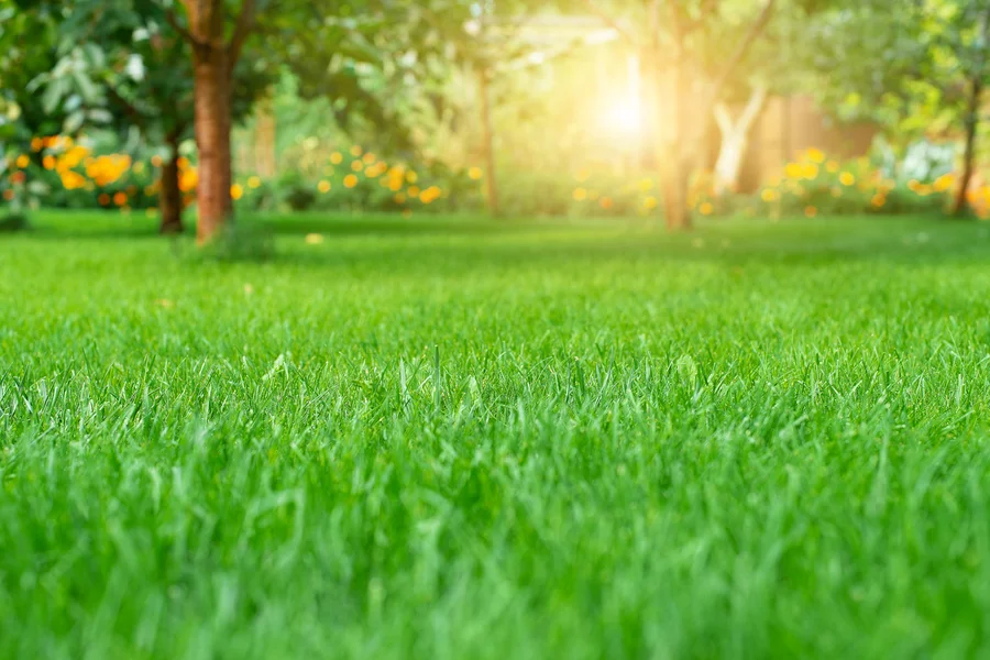 What To Expect From Professional Lawn Care Services Bridgeport, TX What To Expect From Professional Lawn Care Services Bridgeport, TX