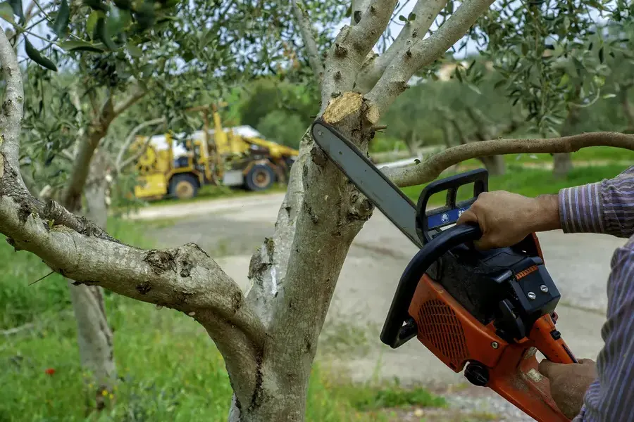 When To Schedule Tree Trimming To Promote Healthy Growth Bridgeport, TX When To Schedule Tree Trimming To Promote Healthy Growth Bridgeport, TX