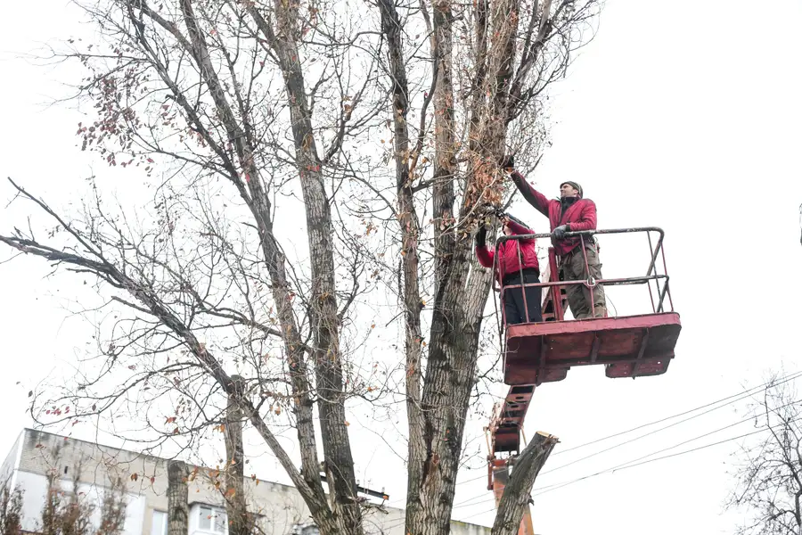 When To Schedule Tree Trimming To Promote Healthy Growth in Bridgeport, TX When To Schedule Tree Trimming To Promote Healthy Growth in Bridgeport, TX